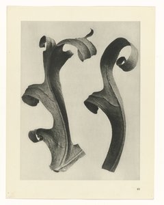 Estudos Fitossanitários
Arquétipos de Arte: Imagens de plantas fotográficas (título da série) de Karl Blossfeldt