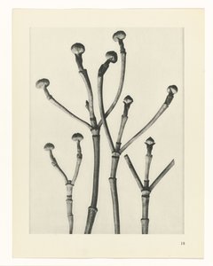 Estudos Fitossanitários
Arquétipos de Arte: Imagens de plantas fotográficas (título da série) de Karl Blossfeldt