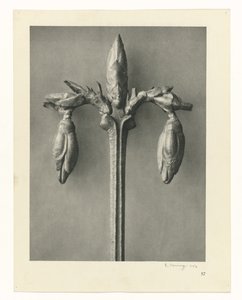 Estudos de plantas Arquétipos de arte: imagens fotográficas de plantas (título da série) de Karl Blossfeldt