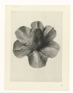 Estudos de plantas Arquétipos de arte: imagens fotográficas de plantas (título da série) de Karl Blossfeldt