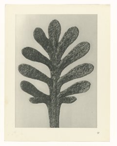 Estudos de plantas Arquétipos de arte: imagens fotográficas de plantas (título da série) de Karl Blossfeldt