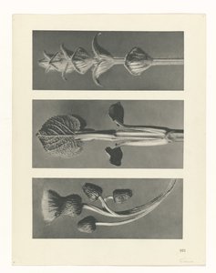 Estudo das plantas
Arquétipos de Arte (título da série) de Karl Blossfeldt