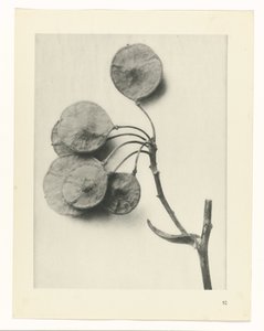 planejar estudo Arquétipos da Arte (título da série) de Karl Blossfeldt