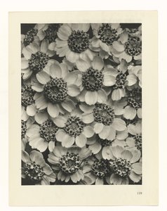 planejar estudo Arquétipos da Arte (título da série) de Karl Blossfeldt