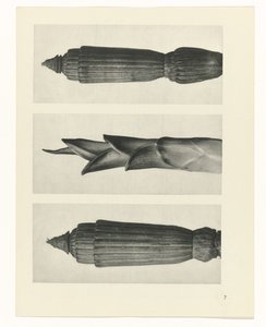 planejar estudo Arquétipos da Arte (título da série) de Karl Blossfeldt