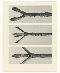 planejar estudo Arquétipos da Arte (título da série) de Karl Blossfeldt