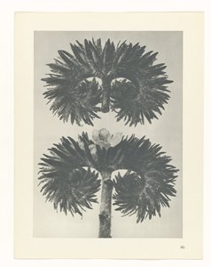 Estudo das plantas
Arquétipos de Arte (título da série) de Karl Blossfeldt