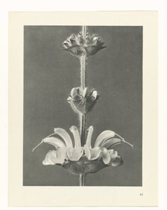 planejar estudo Arquétipos da Arte (título da série) de Karl Blossfeldt