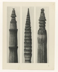 Estudo das plantas
Arquétipos de Arte (título da série) de Karl Blossfeldt