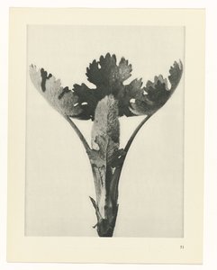 Estudo das plantas
Arquétipos de Arte (título da série) de Karl Blossfeldt