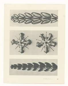 Estudo das plantas
Arquétipos de Arte (título da série) de Karl Blossfeldt