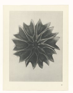 planejar estudo Arquétipos da Arte (título da série) de Karl Blossfeldt