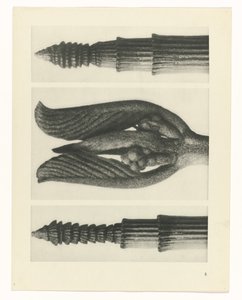 Estudo das plantas
Arquétipos de Arte (título da série) de Karl Blossfeldt