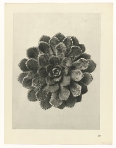 planejar estudo Arquétipos da Arte (título da série) de Karl Blossfeldt