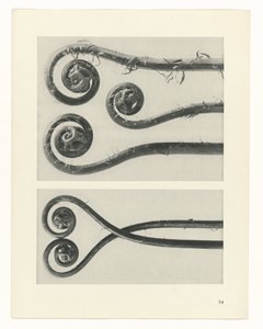 planejar estudo Arquétipos da Arte (título da série) de Karl Blossfeldt