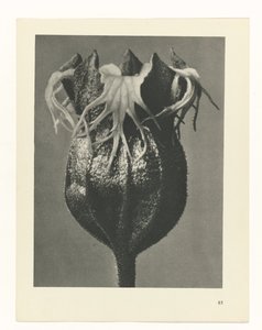 planejar estudo Arquétipos da Arte (título da série) de Karl Blossfeldt