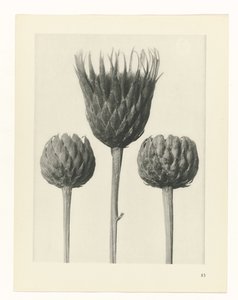 planejar estudo Arquétipos da Arte (título da série) de Karl Blossfeldt