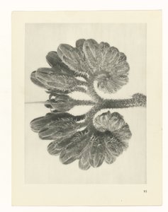 planejar estudo Arquétipos da Arte (título da série) de Karl Blossfeldt