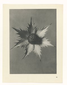 planejar estudo Arquétipos da Arte (título da série) de Karl Blossfeldt