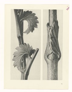 Estudo das plantas
Arquétipos de Arte (título da série) de Karl Blossfeldt