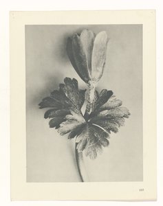 Estudo das plantas
Arquétipos de Arte (título da série) de Karl Blossfeldt
