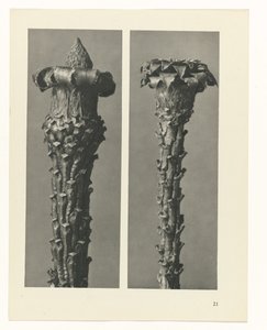 Estudo das plantas
Arquétipos de Arte (título da série) de Karl Blossfeldt