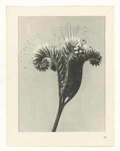 Estudo das plantas
Arquétipos de Arte (título da série) de Karl Blossfeldt