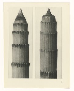 planejar estudo Arquétipos da Arte (título da série) de Karl Blossfeldt