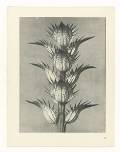 planejar estudo Arquétipos da Arte (título da série) de Karl Blossfeldt