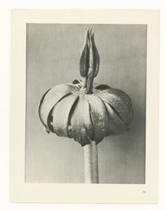 planejar estudo Arquétipos da Arte (título da série) de Karl Blossfeldt