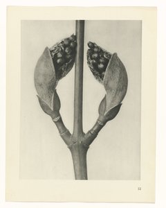Estudo das plantas
Arquétipos de Arte (título da série) de Karl Blossfeldt