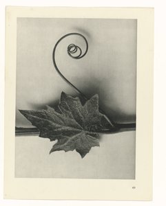 Estudo das plantas
Arquétipos de Arte (título da série) de Karl Blossfeldt