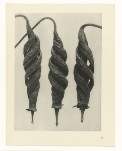 Estudo das plantas
Arquétipos de Arte (título da série) de Karl Blossfeldt