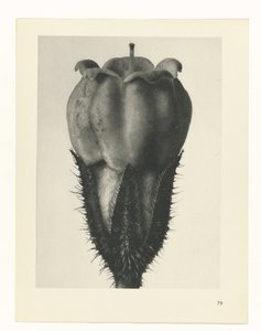 planejar estudo Arquétipos da Arte (título da série) de Karl Blossfeldt
