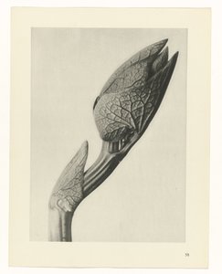 planejar estudo Arquétipos da Arte (título da série) de Karl Blossfeldt