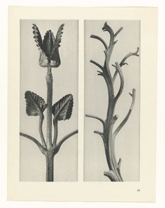 planejar estudo Arquétipos da Arte (título da série) de Karl Blossfeldt