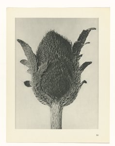 planejar estudo Arquétipos da Arte (título da série) de Karl Blossfeldt