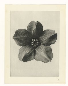 planejar estudo Arquétipos da Arte (título da série) de Karl Blossfeldt