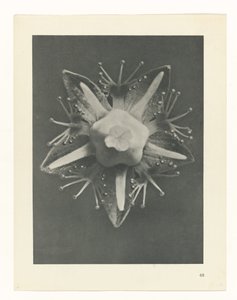 Estudo das plantas
Arquétipos de Arte (título da série) de Karl Blossfeldt