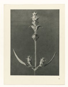 Estudo das plantas
Arquétipos de Arte (título da série) de Karl Blossfeldt