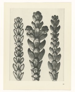 Estudo das plantas
Arquétipos de Arte (título da série) de Karl Blossfeldt