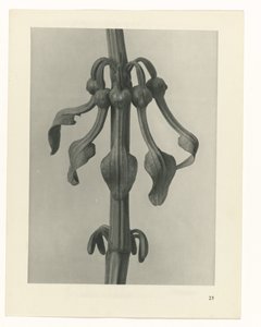 planejar estudo Arquétipos da Arte (título da série) de Karl Blossfeldt