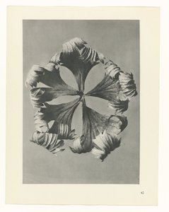 planejar estudo Arquétipos da Arte (título da série) de Karl Blossfeldt