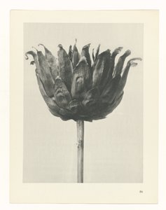 Estudo das plantas
Arquétipos de Arte (título da série) de Karl Blossfeldt