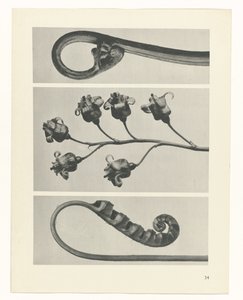 Estudo das plantas
Arquétipos de Arte (título da série) de Karl Blossfeldt