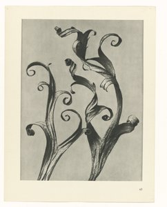 Estudo das plantas
Arquétipos de Arte (título da série) de Karl Blossfeldt