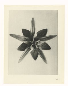 Estudo das plantas
Arquétipos de Arte (título da série) de Karl Blossfeldt
