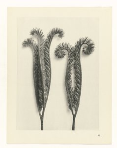 Estudo das plantas
Arquétipos de Arte (título da série) de Karl Blossfeldt