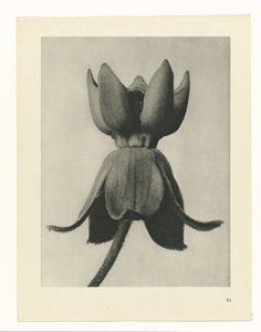Estudo das plantas
Arquétipos de Arte (título da série) de Karl Blossfeldt