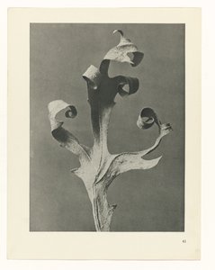 planejar estudo Arquétipos da Arte (título da série) de Karl Blossfeldt